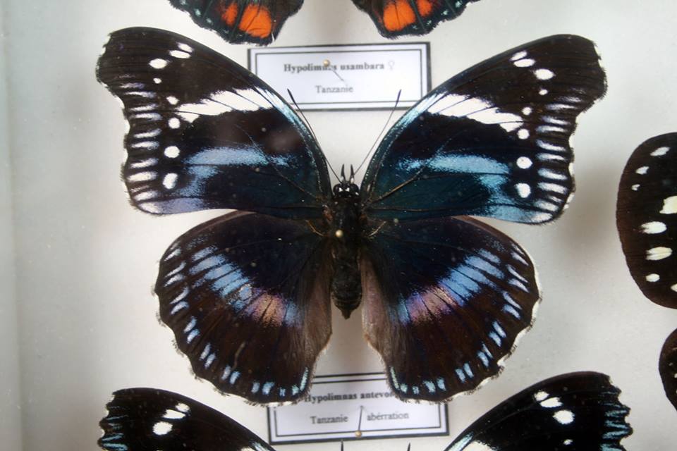 Hypolimnas antevorta femelle (aberration, Tanzania) [Internet image property of respective owner, non commercial use only]